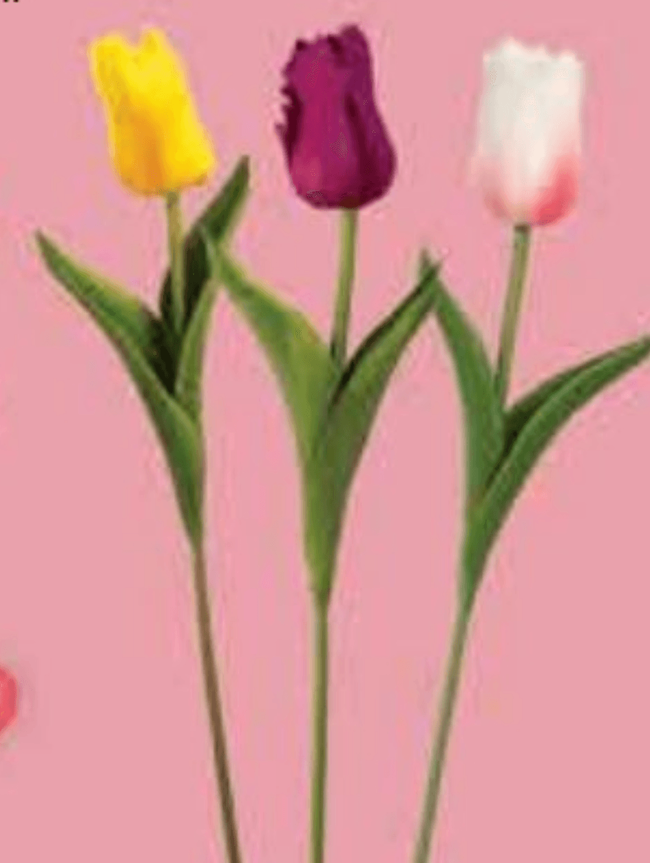 Tulipan 1 kom - Akcija u trgovini NTL