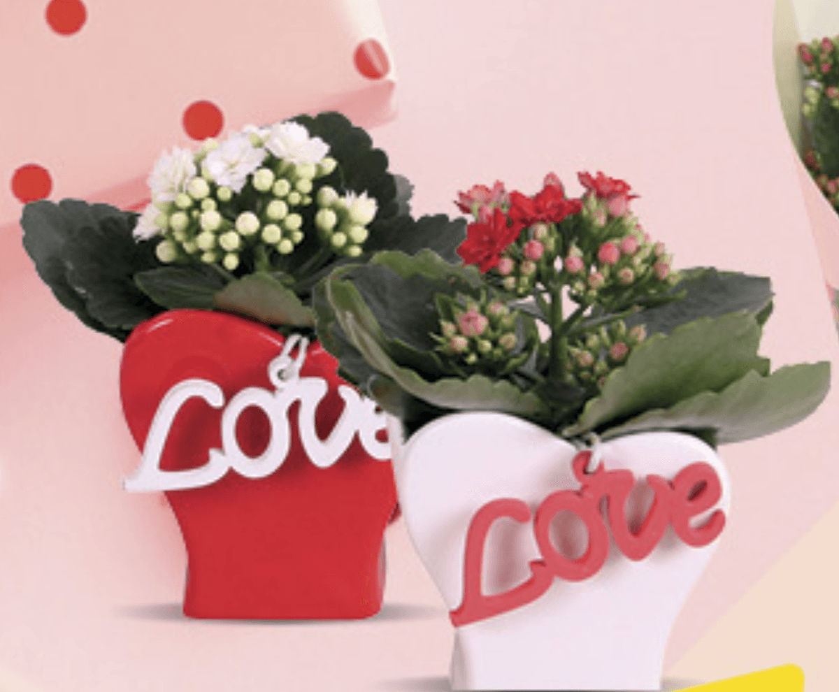 Kalanchoe 9cm, kom - Akcija u trgovini Konzum