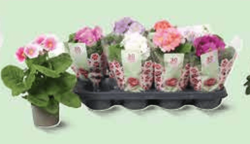 Jaglac lončanica Ø 10 cm, visina 18 cm - Akcija u trgovini Plodine