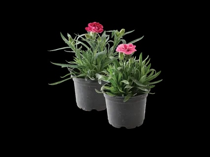 Karanfil - Akcija u trgovini Lidl