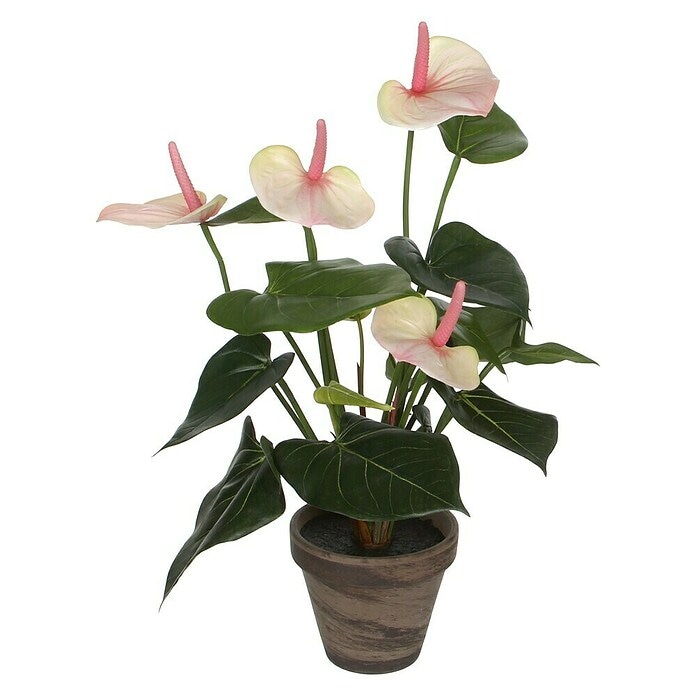 Anturij Ø 12 cm, 40 cm