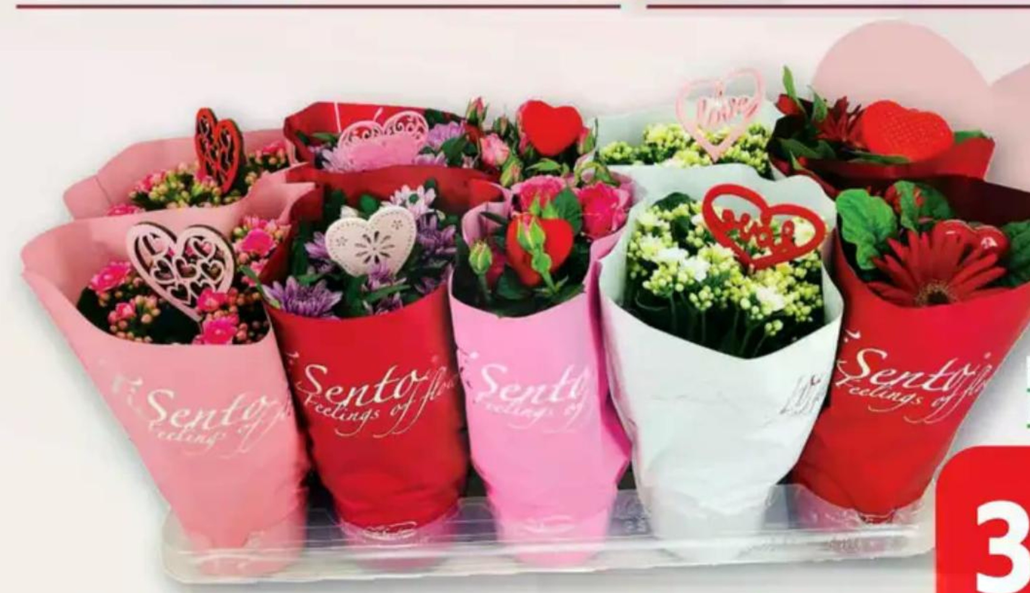 Cvjetni mix Love lončanica Ø 12 cm, visina 25 cm - Akcija u trgovini Plodine