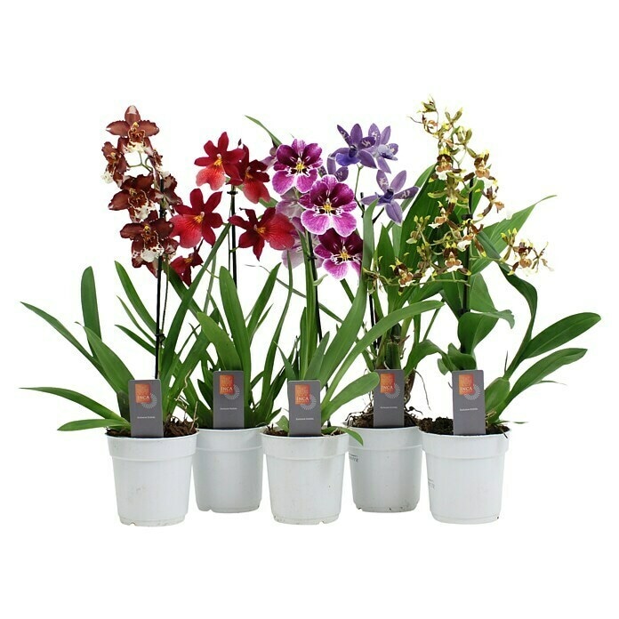 Phalaenopsis kom - Akcija u trgovini Konzum