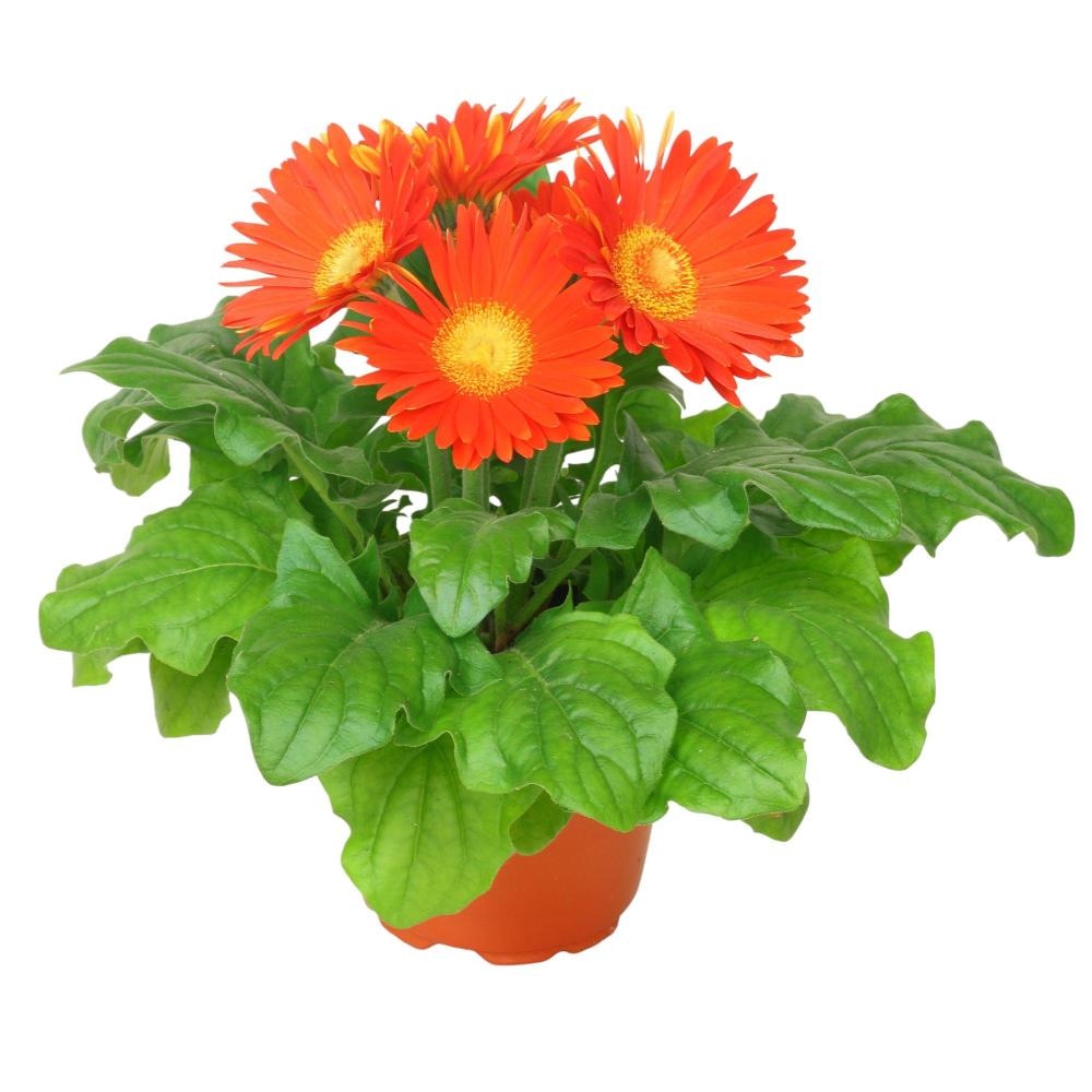 Gerbera Mix Ø 12 cm, 20 cm