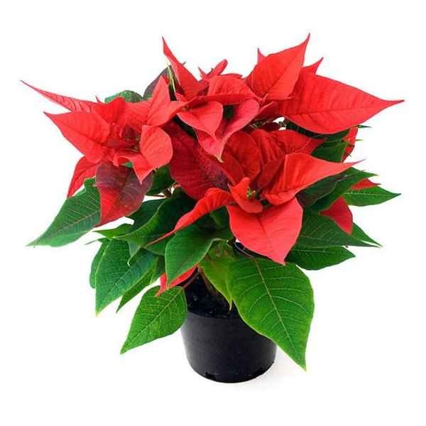 Poinsetia pulcherina 1 kom