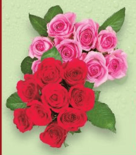 Ruže rezane 10 ili 20 ruža - Akcija u trgovini Lidl