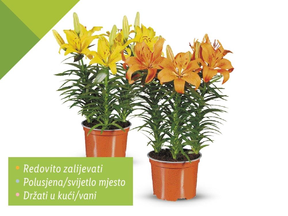 Azijski ljiljan Komad - Akcija u trgovini Lidl