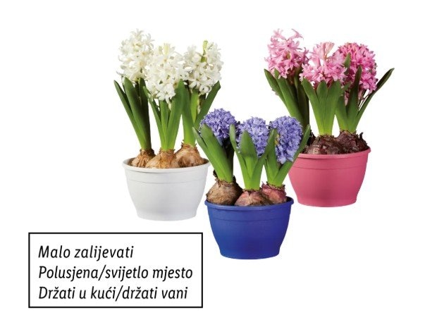 Lukovice - Akcija u trgovini Lidl