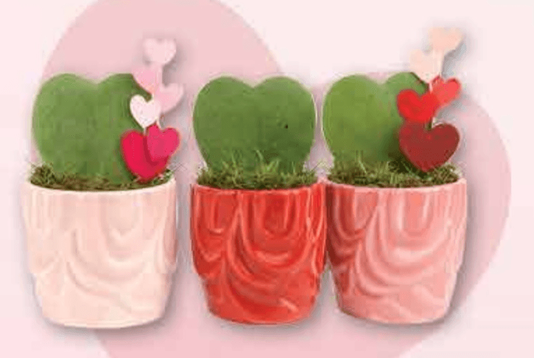 Aranžman Love - Akcija u trgovini Plodine