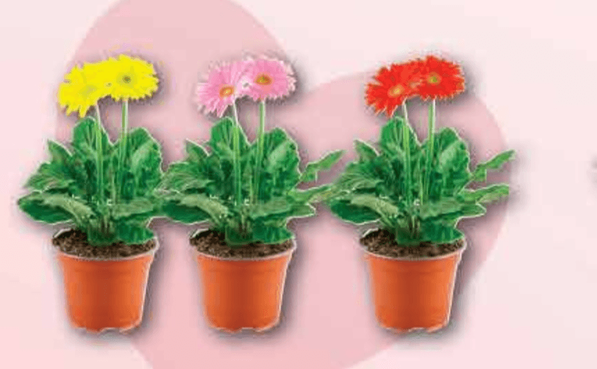 Gerber Srce - Akcija u trgovini Plodine