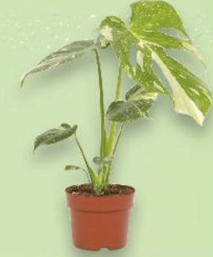 Monstera u tegli promjera 12 cm komad - Akcija u trgovini Kaufland
