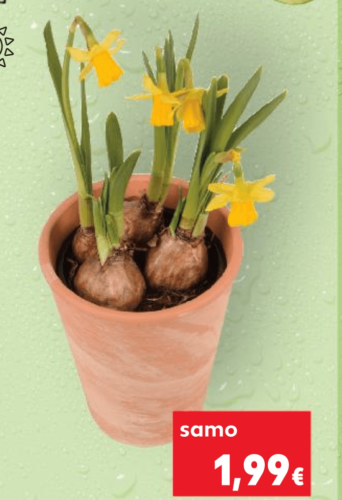 Narcise komad - Akcija u trgovini Kaufland