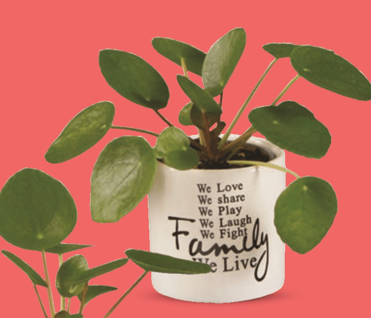 Pilea peperomiodes, Kineski dolar Komad