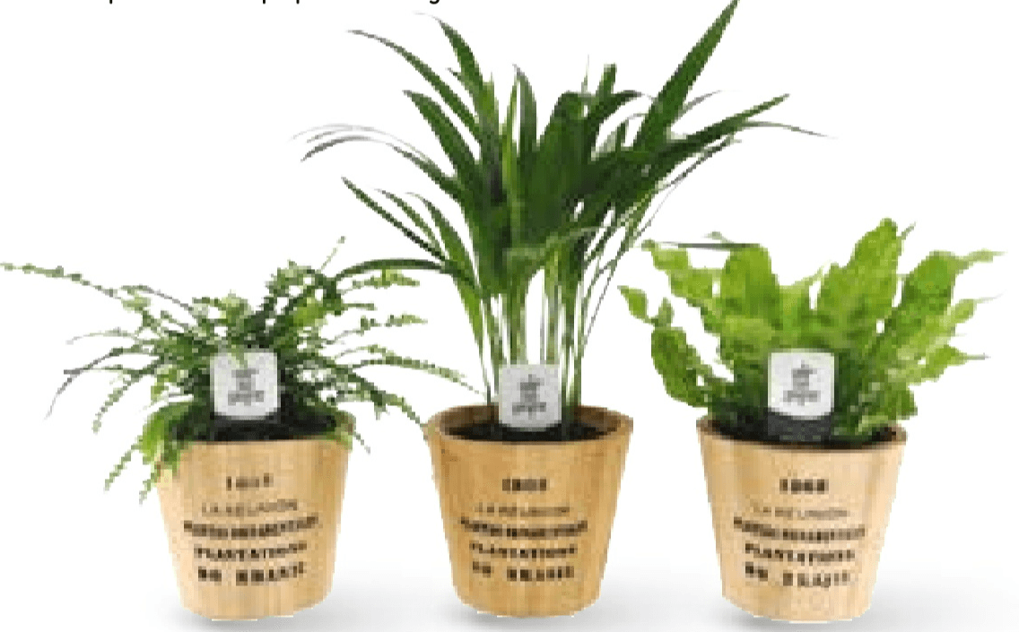 Zeleni cvijet Air So Pure 1 kom - Akcija u trgovini Spar