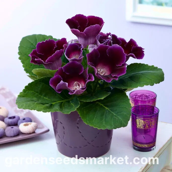 Cvijet Sinningia Ø 12 cm - Akcija u trgovini KTC