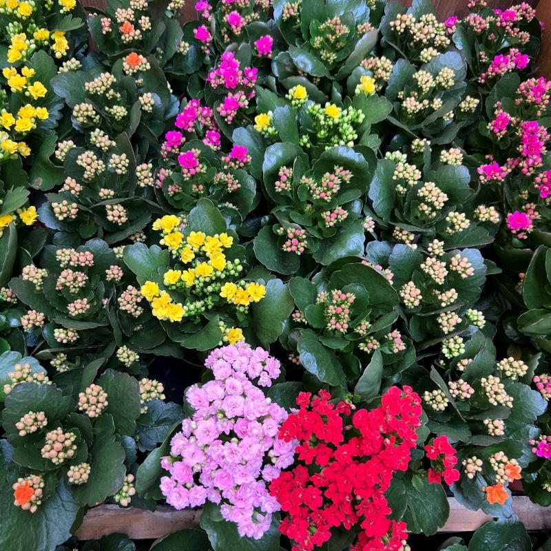 Kalanhoa mix lončanica Ø 10,5 cm, visina 24 cm - Akcija u trgovini Plodine