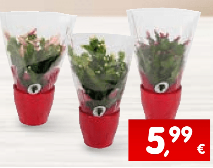 Božićni kaktus 1 kom