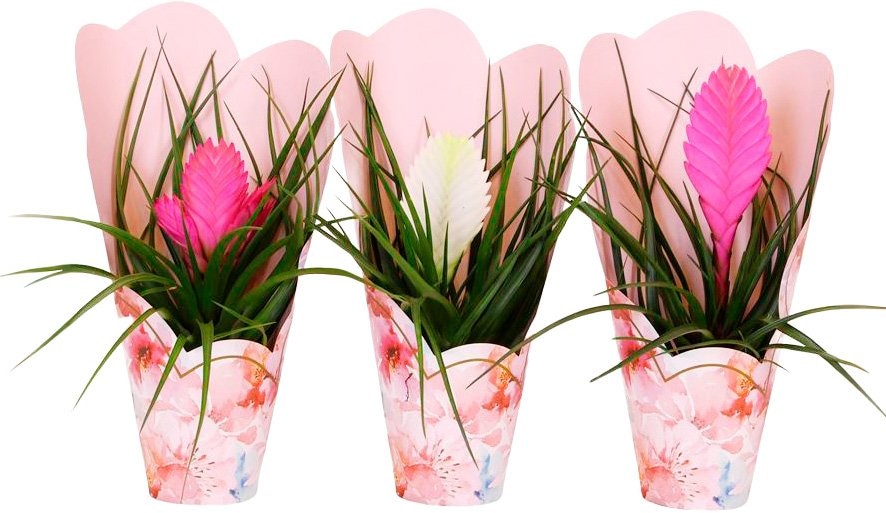 Tilandsija T7 - Akcija u trgovini Bauhaus