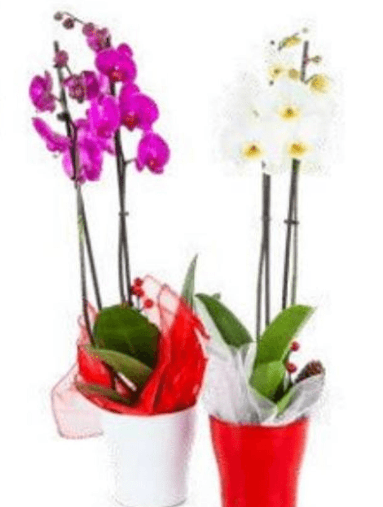 Orhideja 2 Grane - Akcija u trgovini Eurospin