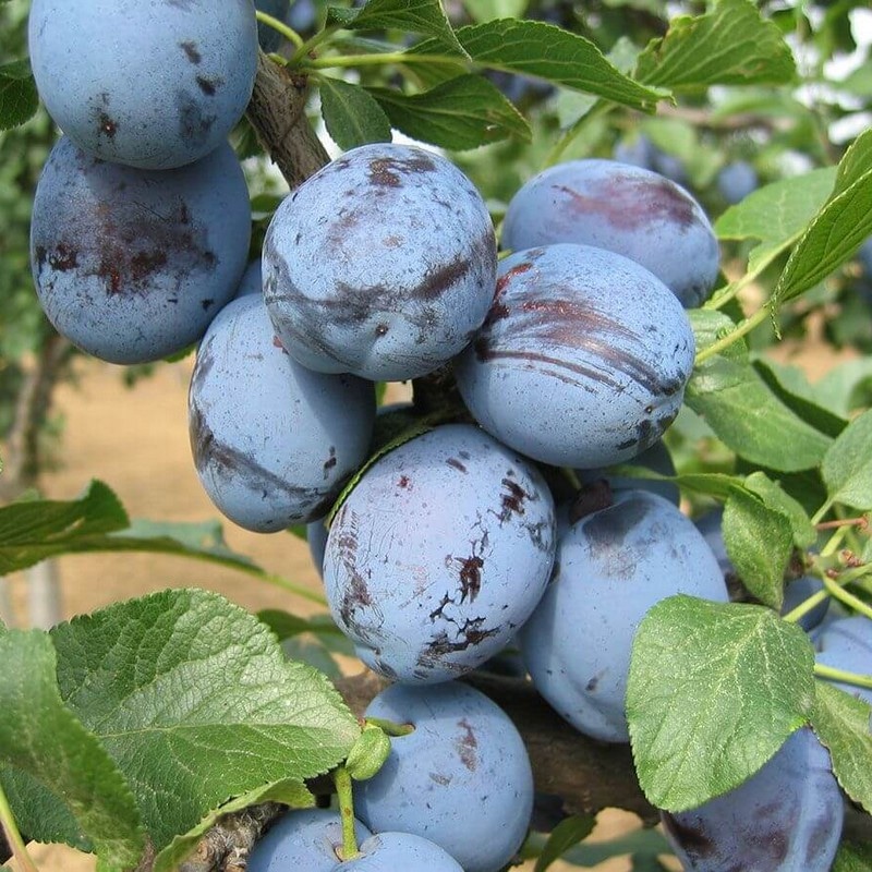 Sadnica šljive - Akcija u trgovini Plodine