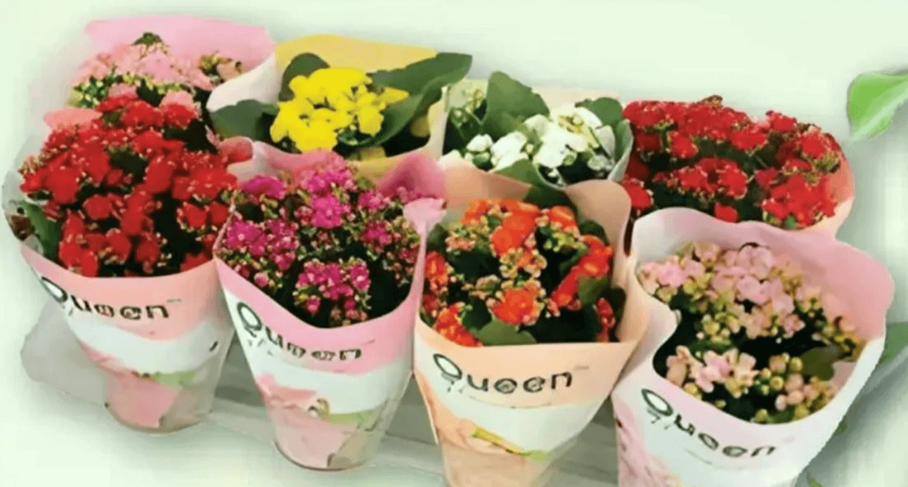 Kalanchoa Mix - Akcija u trgovini Plodine