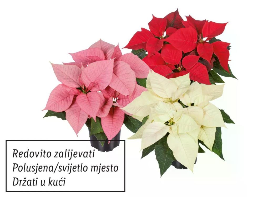 Božićna zvijezda midi Komad