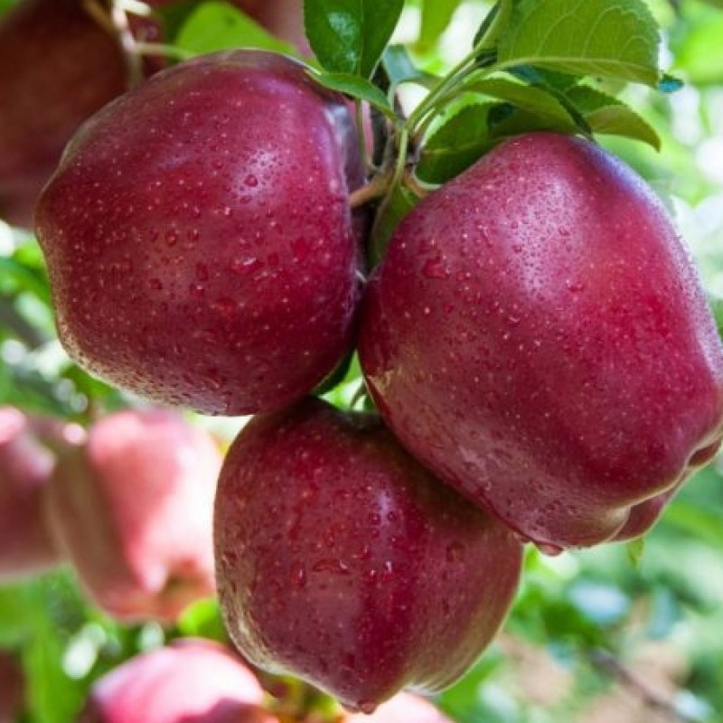 Sadnica JABUKA - Akcija u trgovini Pevex