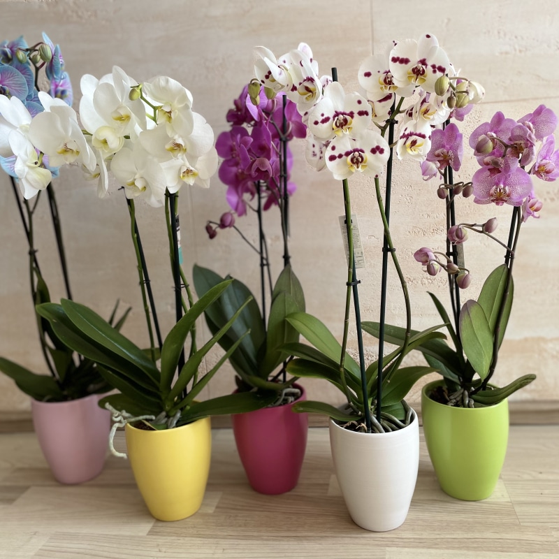 Phalaenopsis 2 grane, 12cm, kom - Akcija u trgovini Konzum