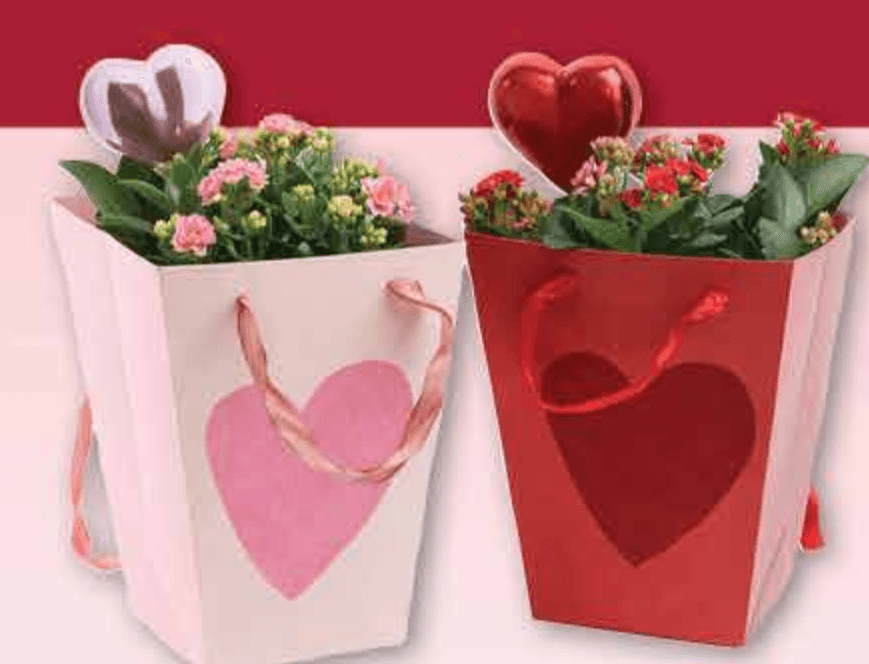 Kalanchoa Ø 12 cm - Akcija u trgovini Plodine