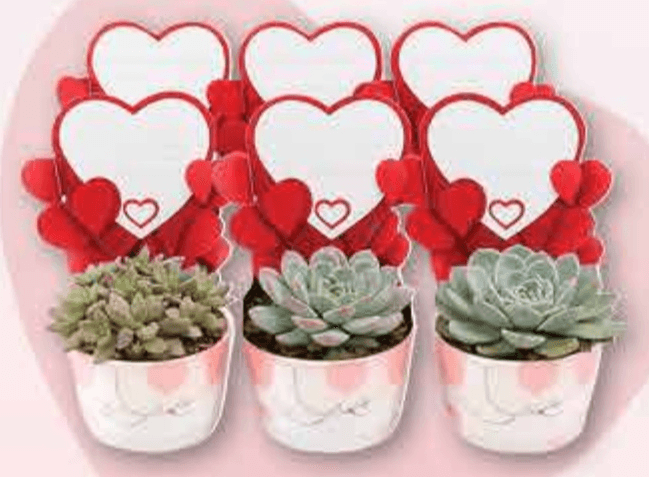 Sukulenti For You - Akcija u trgovini Plodine