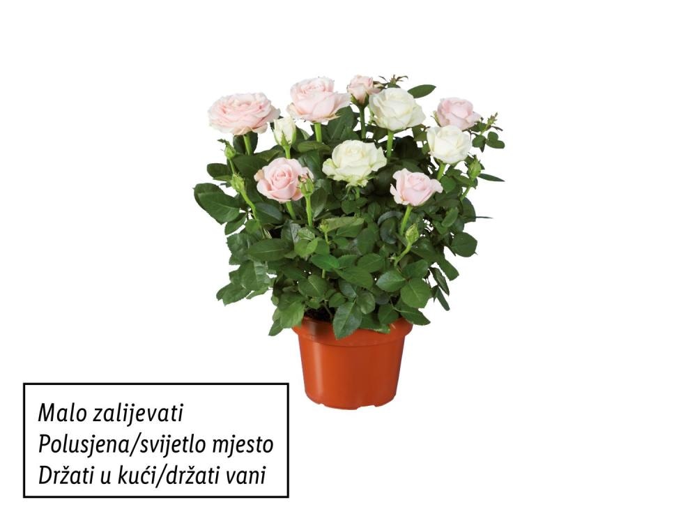 Ruža lončanica mix Komad - Akcija u trgovini Lidl