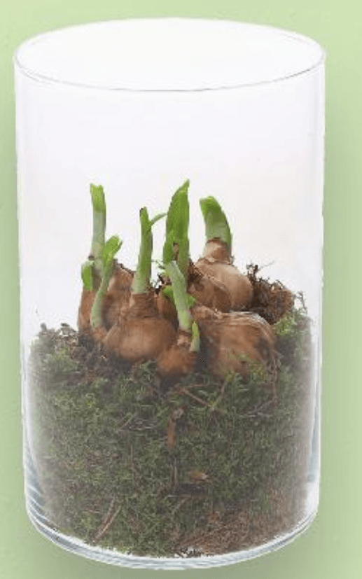 Cvijeće komad - Akcija u trgovini Kaufland