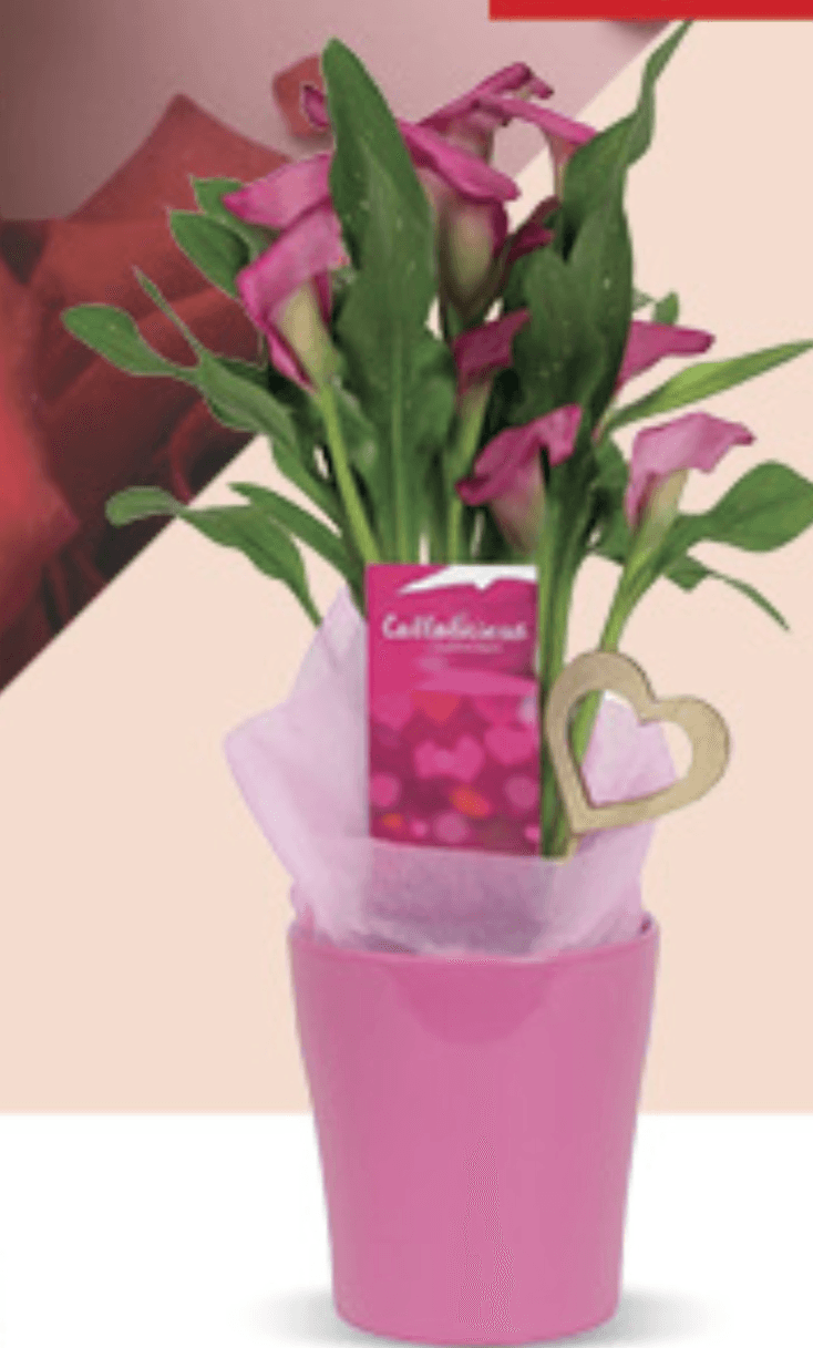 Zantedeschia Mix - Akcija u trgovini Konzum