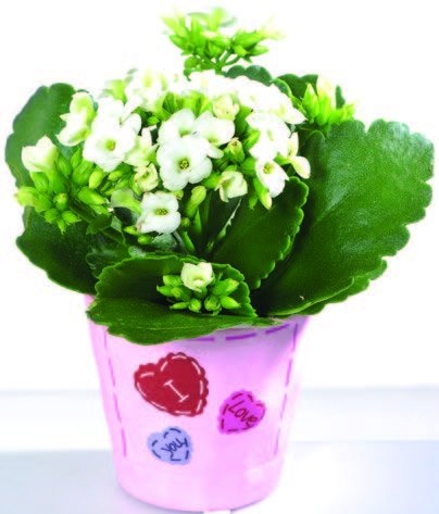 Kalanhoa 1 kom - Akcija u trgovini Spar