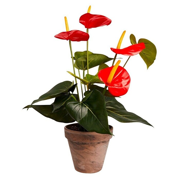 Anthurium Mix - Akcija u trgovini Konzum