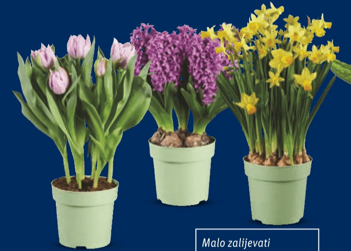 Lukovice mix Komad - Akcija u trgovini Lidl