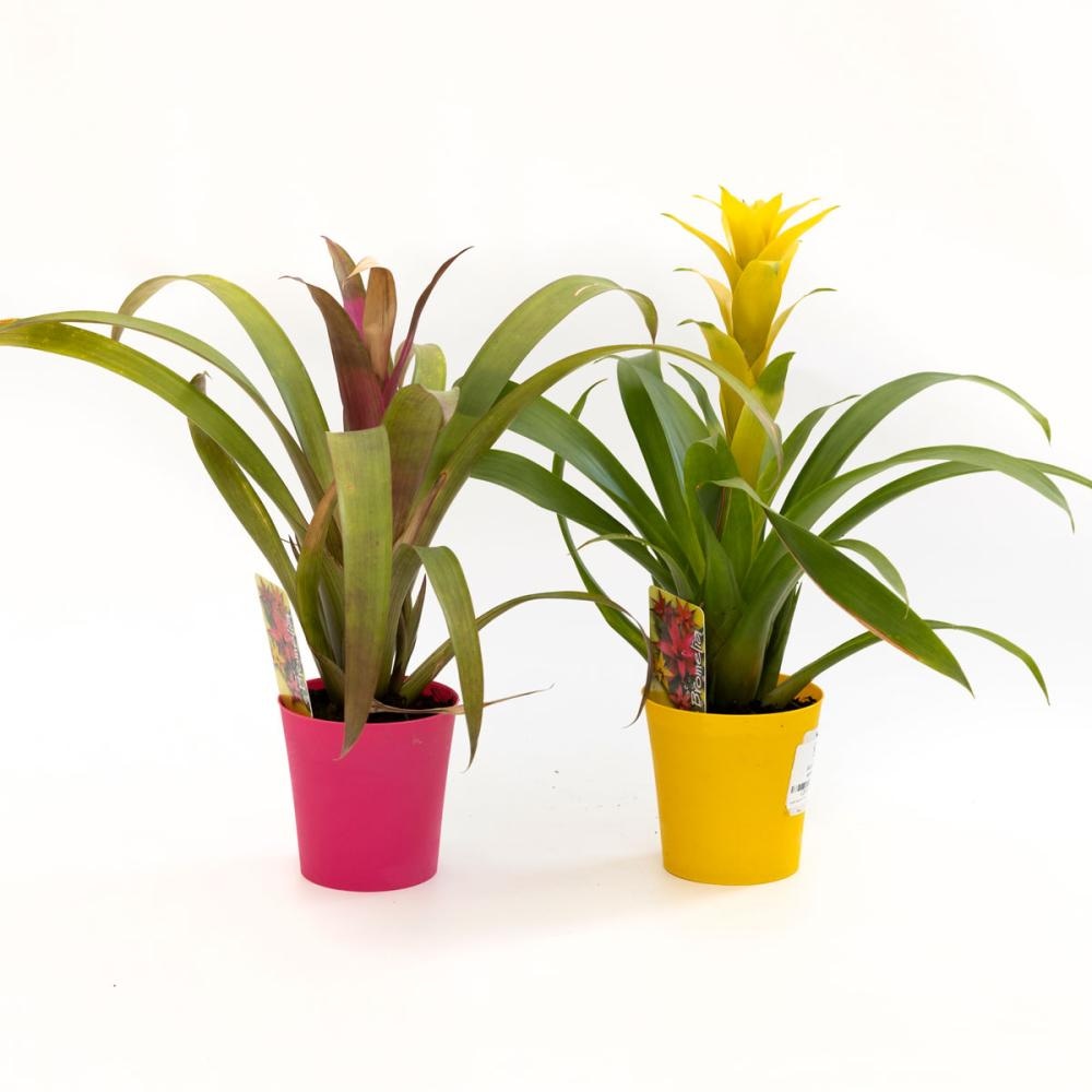 Bromelia Xmas 1 kom