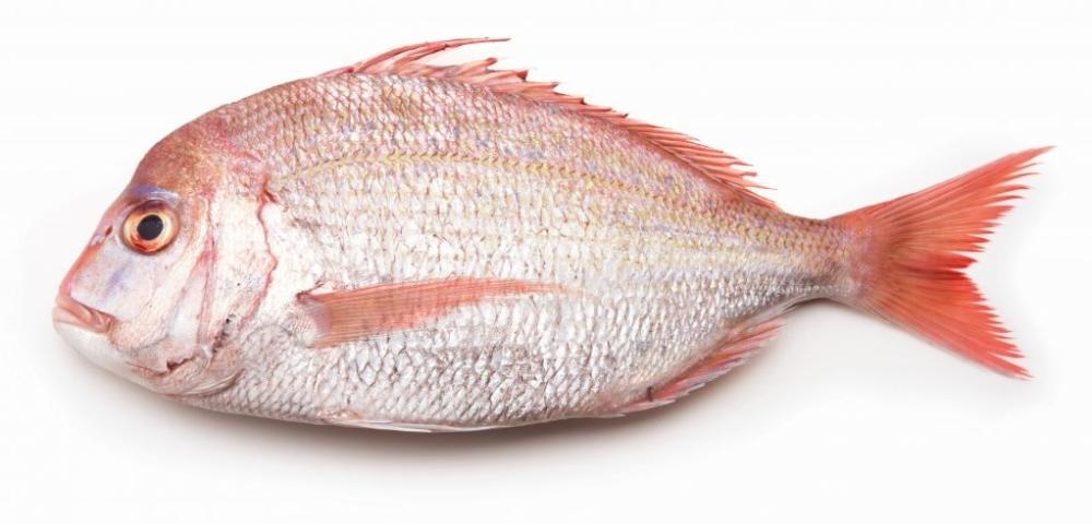 Japanski pagar 600 - 800 grama/komad - Akcija u trgovini Spar