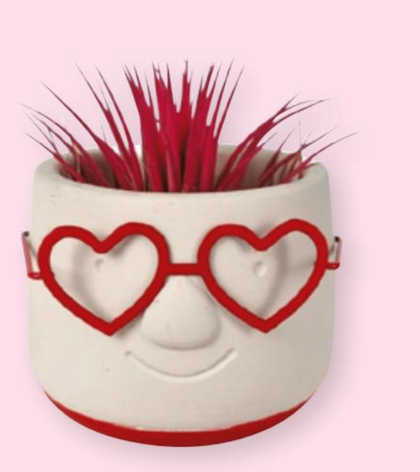 Tillandsia 1 kom - Akcija u trgovini Spar