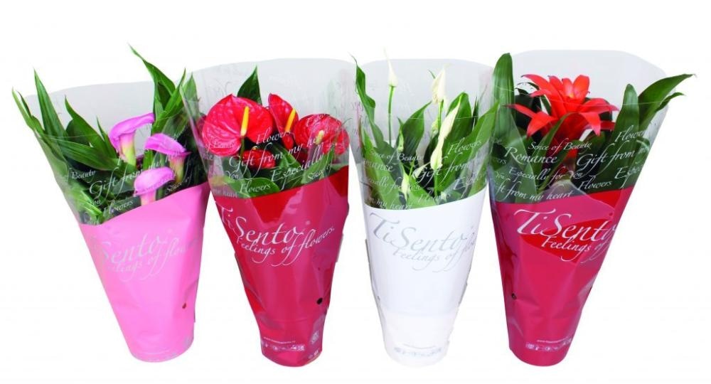 Cvijet Tisento 1 kom - Akcija u trgovini Interspar