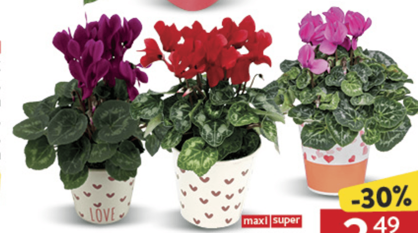 Ciklama Mix - Akcija u trgovini Konzum