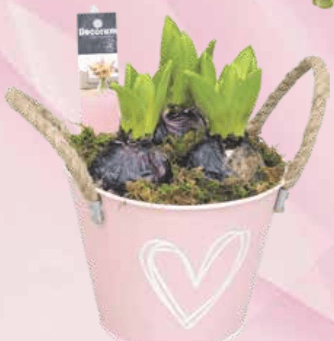 Aranžman Zumbul Valentinovo Ø 13 cm - Akcija u trgovini KTC