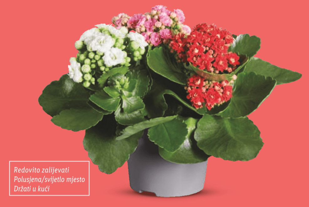 Trobojna kalanhoa Komad