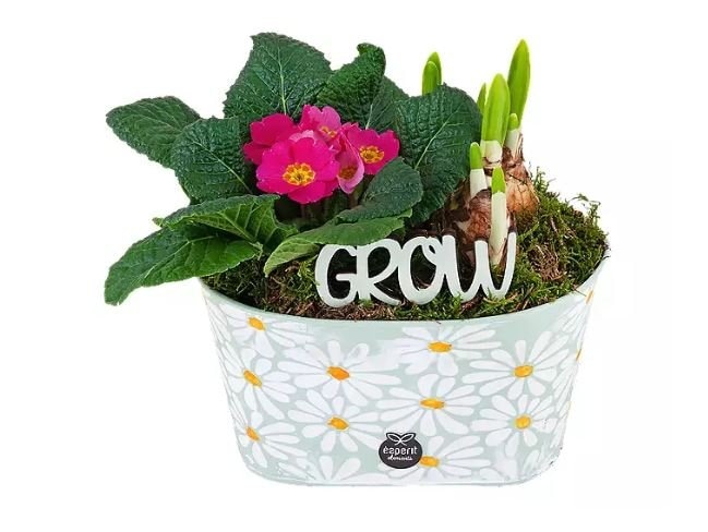 Jaglac i narcise komad - Akcija u trgovini Kaufland