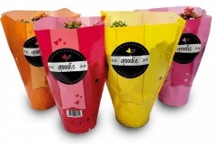 Kalanhoa Goodie 1 kom - Akcija u trgovini Spar