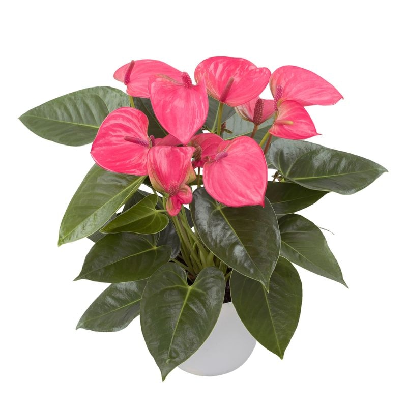 Anthurium Royal Pink lončanica Ø 12 cm, visina 45 cm - Akcija u trgovini Plodine