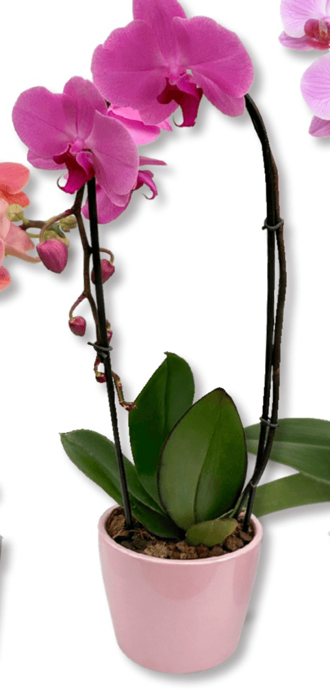 'Cascade' T12, 1 stabljika - Akcija u trgovini Bauhaus