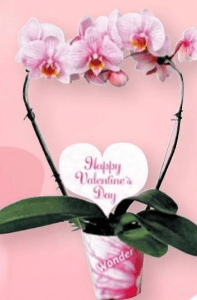 Orhideja Valentinovo 1 kom - Akcija u trgovini Interspar