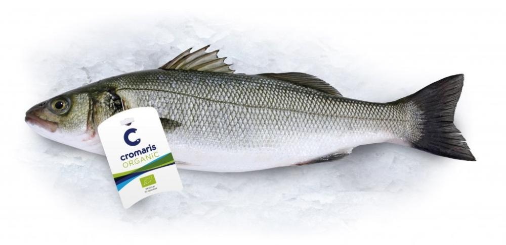 Svježa Cromaris Bio Orada 1 kg - Akcija u trgovini Spar