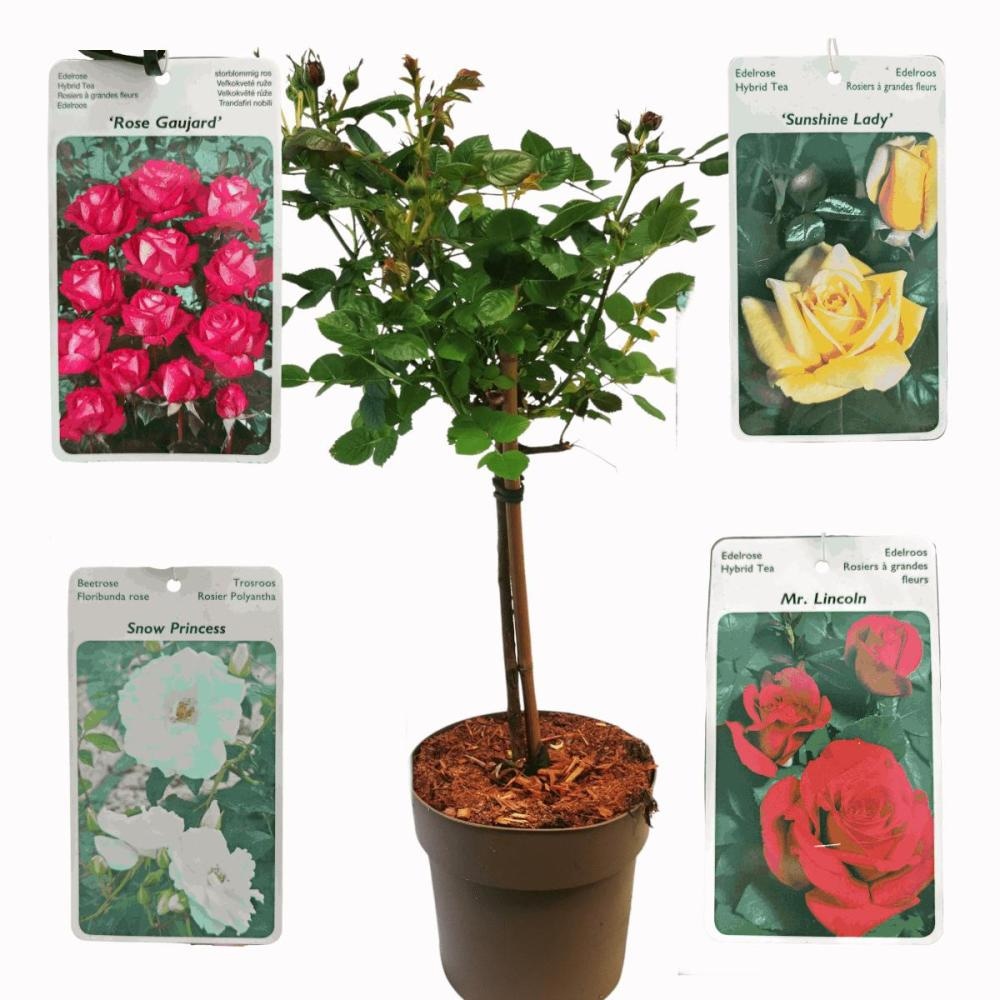 Sadnica RUŽE STABLAŠICE 130-150 cm - Akcija u trgovini Pevex